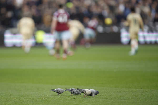 Holuby na trávniku počas zápasu 23. kola anglickej Premier League West Ham United - FC Chelsea v Londýne.